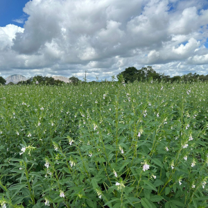 Greenagro